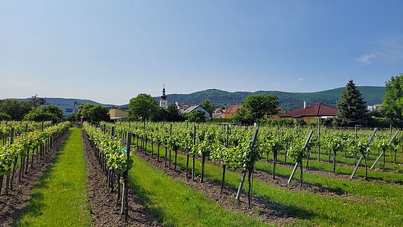 Headerbild